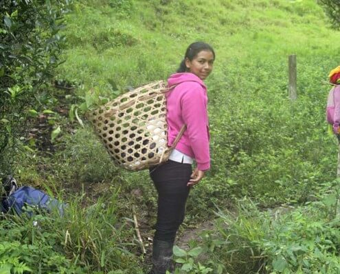 Ecuatea Guayusa Planting6